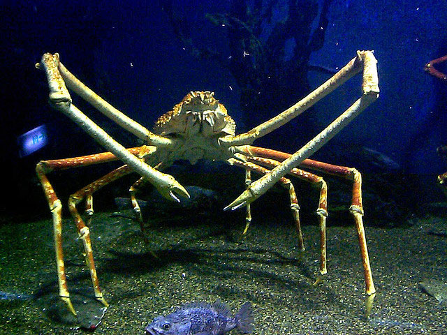 animaux très étranges dont vous ignoriez l existence