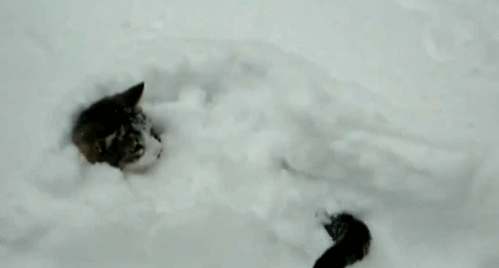 Résultat de recherche d'images pour "images de chat dans la neige"
