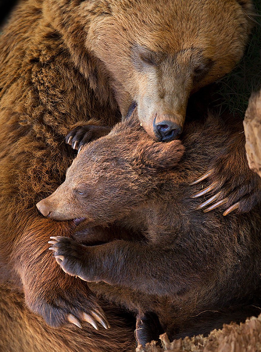 Les mamans ours et leurs petits se dévoilent en photos