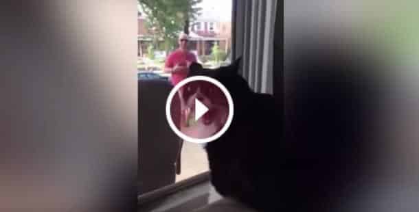 La réaction de ce chat lorsqu'il découvre que
son maître ramène un chien à la maison est totalement hilarante !