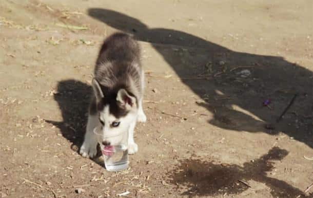 Une Jeune R Fugi Syrien Parcourt Km Avec Son Chien Afin De Fuir La