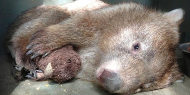 peluche wombat