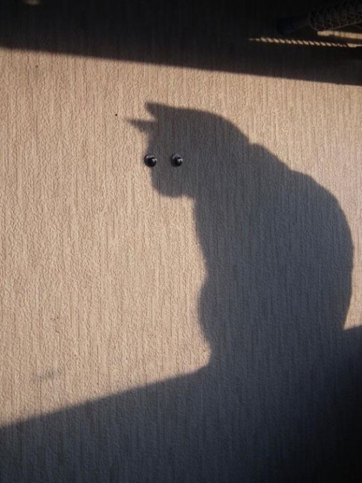 Ninja Cat