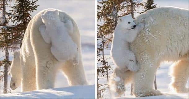 23 adorables bébés ours polaires qui vont vous faire craquer