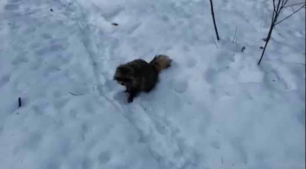 Il Se Fait Violemment Attaquer Par Un Raton Laveur