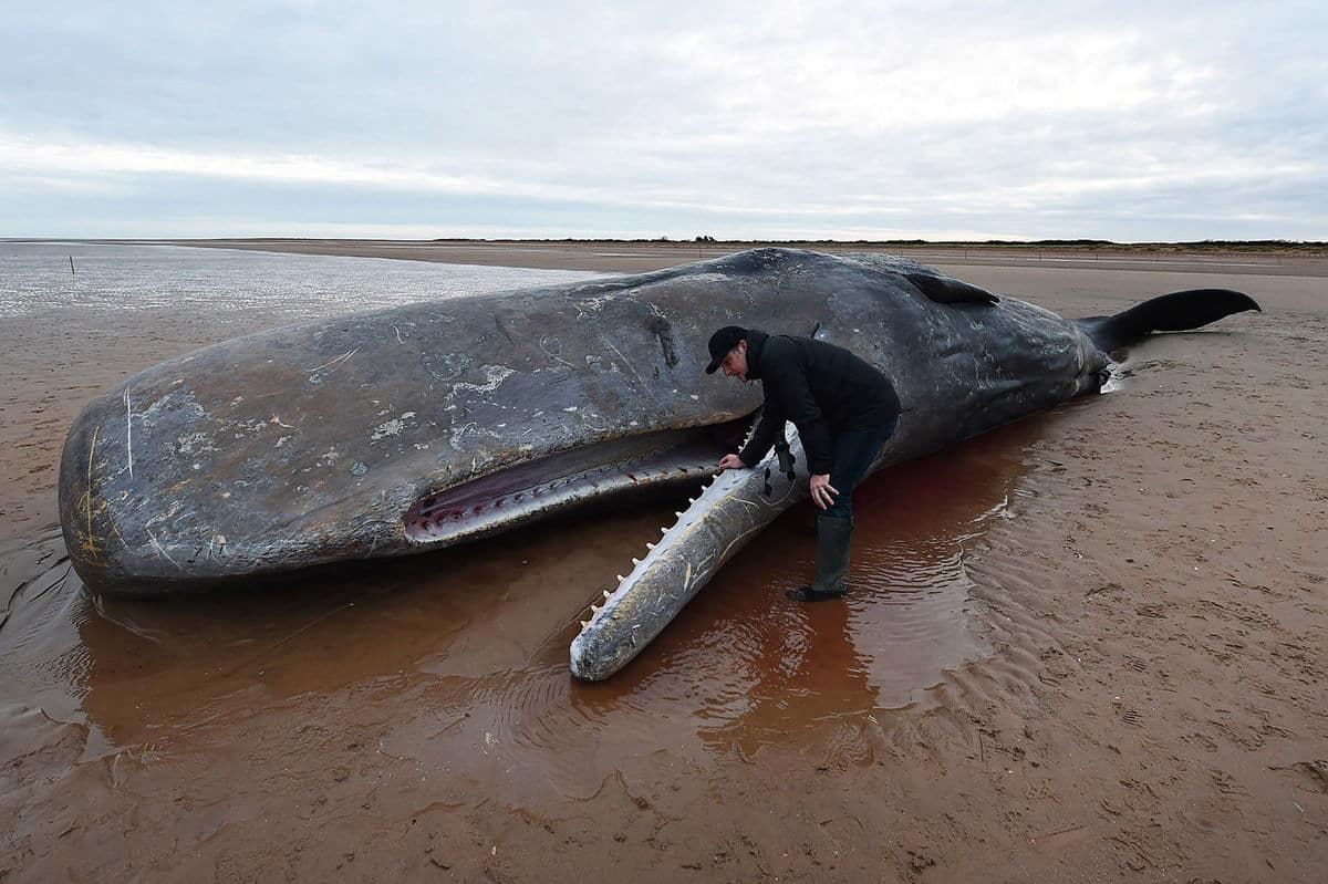 un-cachalot-retrouv-chou-mort-apr-s-avoir-ing-r-29-kilos-de-plastique