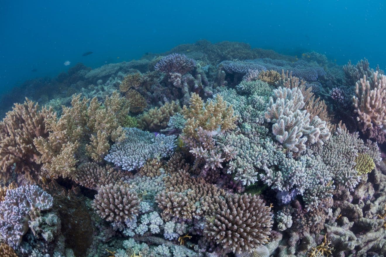 Les 10 Choses à Savoir Sur La Grande Barrière De Corail