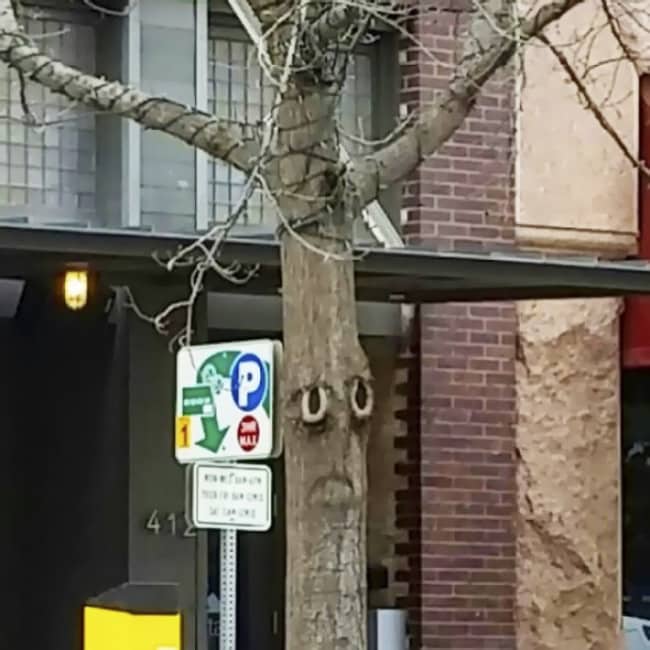 Non vous ne rêvez pas ces arbres ne sont pas du tout comme les autres