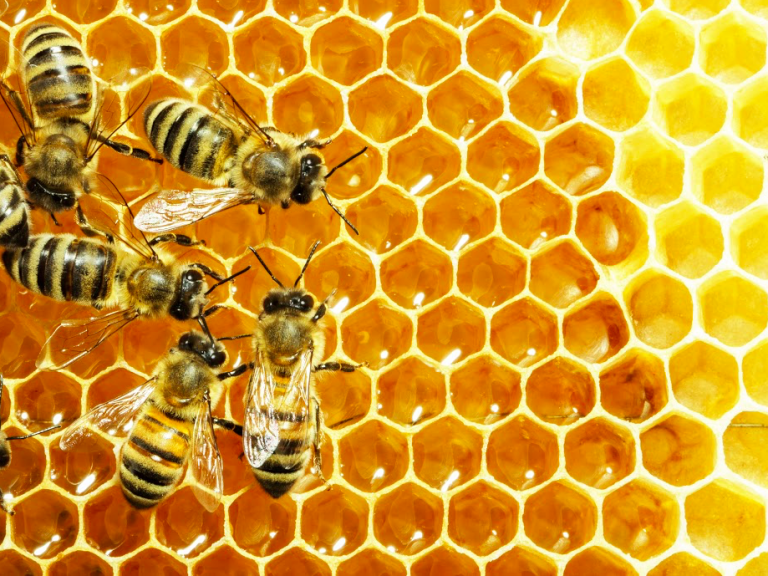 Abeilles En Danger Voici Gestes Simples Adopter Pour Les Sauver