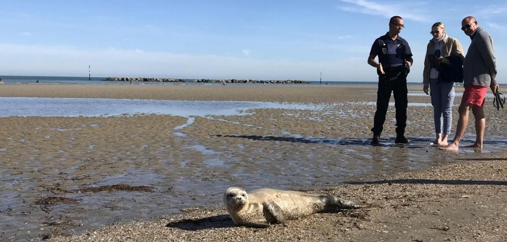 Honteux Un B B Phoque Chou Sur Une Plage Violent Par Un P Cheur