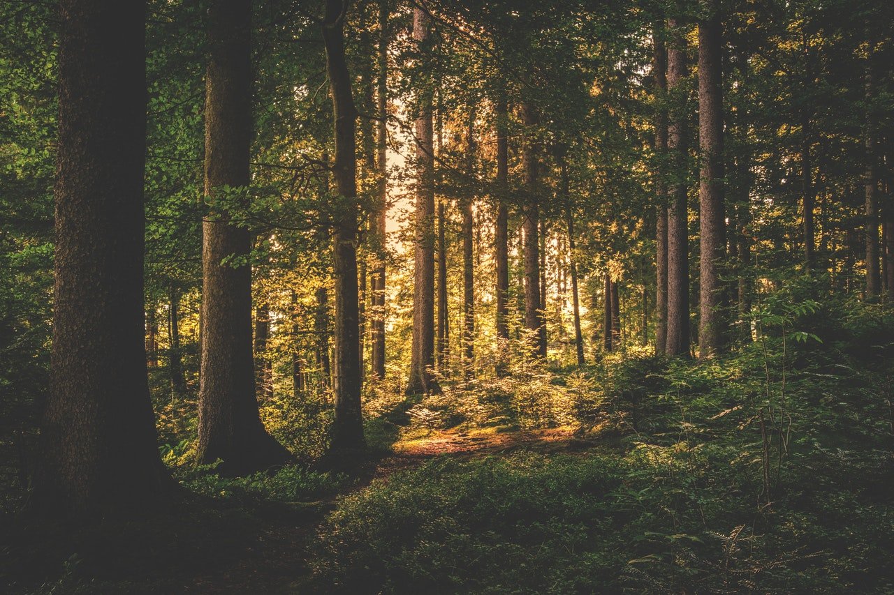 Déconfinement Attention Si Vous Retournez En Forêt Un Phénomène