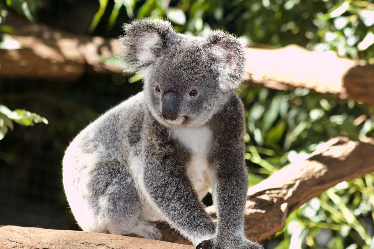 un-koala-est-n-dans-un-parc-animalier-le-premier-depuis-les