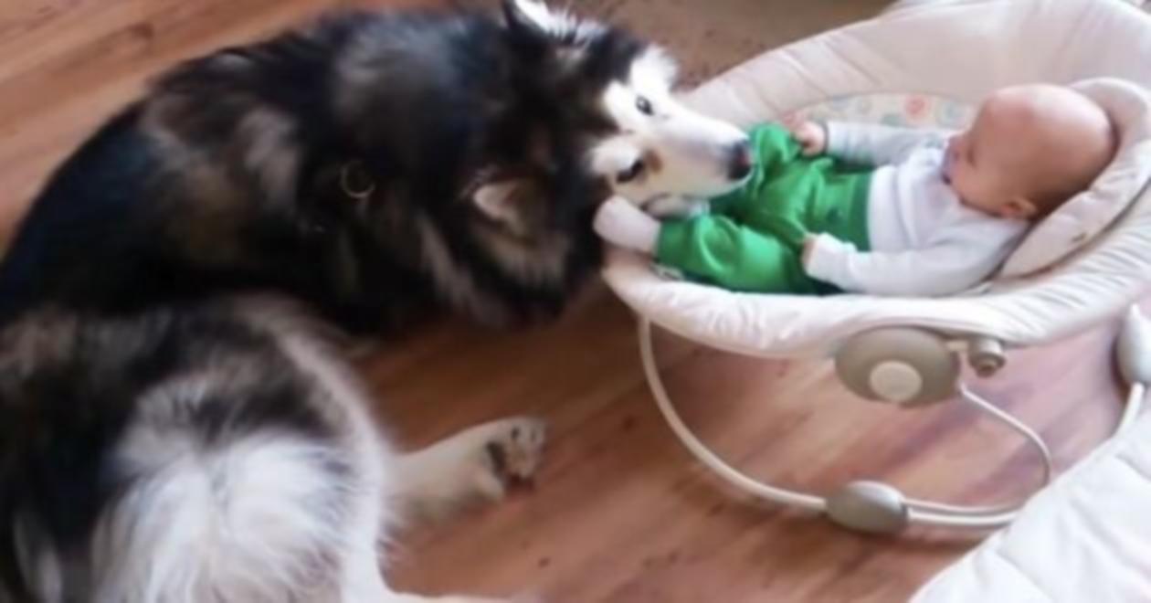 Ce chien reçoit un coup de pied, sa réaction nous coupe le souffle (vidéo)