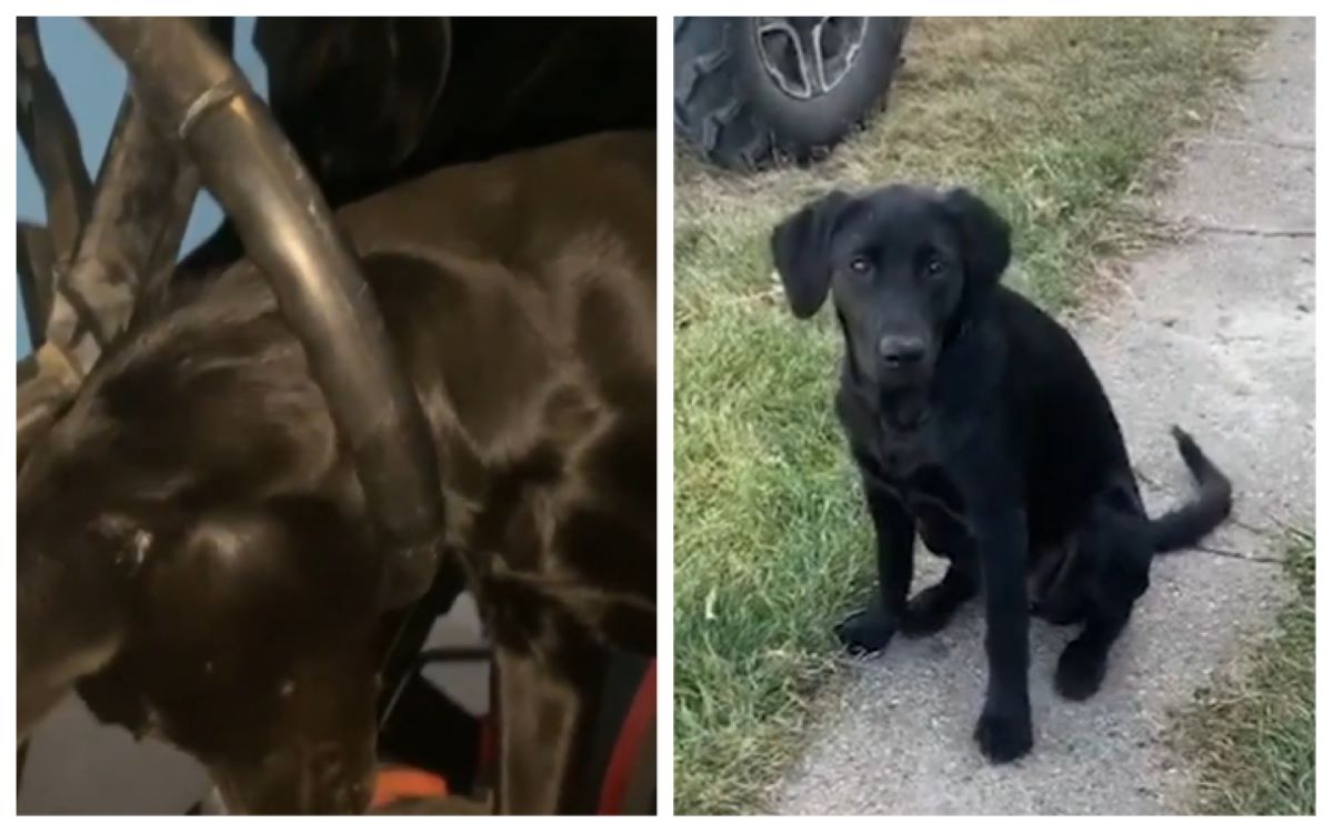 Fou rire un chien se coince la tête entre les branches du volant de