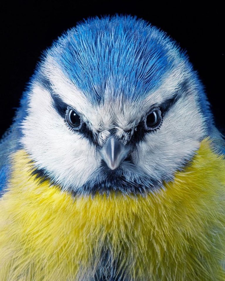 Découvrez de sublimes portraits photos d oiseaux en voie de disparition