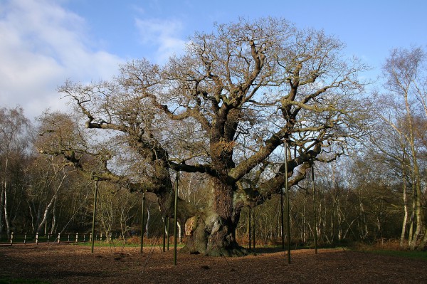 Major_Oak_in_Sherwood_Forest_in_2006