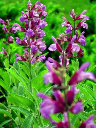 Salvia home