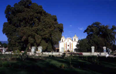 WEB-Mexique-Arbre-de-Tule