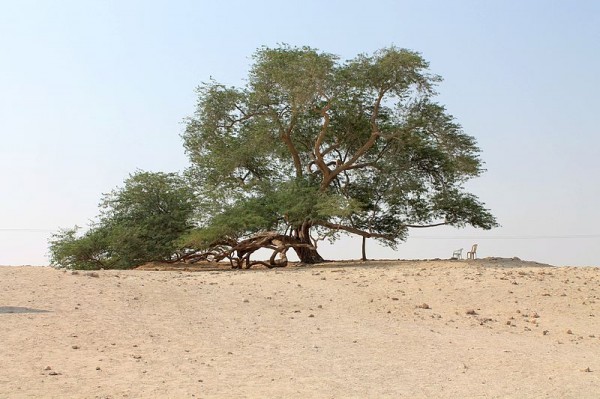 arbre-vie-600x399