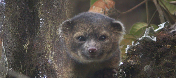 olinguito_4005661