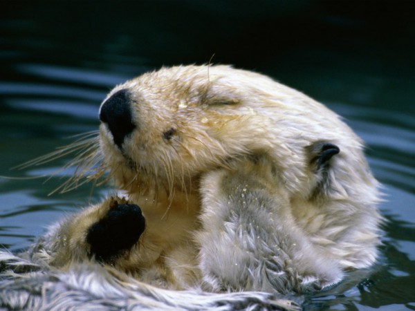 Lheure-du-bain-de-loutre-de-mer