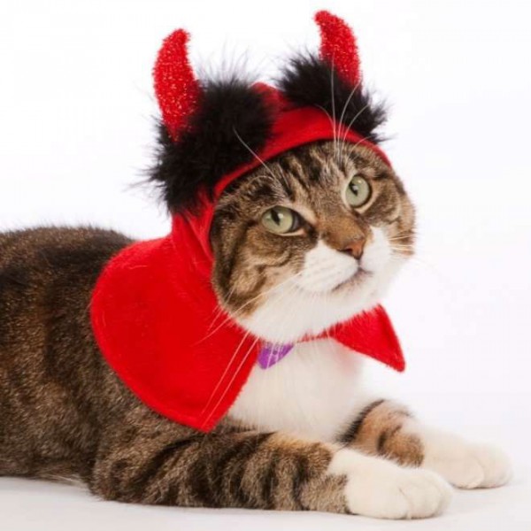 19-photographies-de-chats-victimes-de-la-passion-delirante-de-leurs-maitres-pour-halloween2