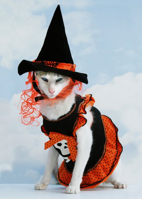 19-photographies-de-chats-victimes-de-la-passion-delirante-de-leurs-maitres-pour-halloween21