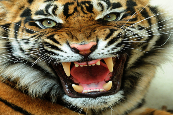 AngryTiger