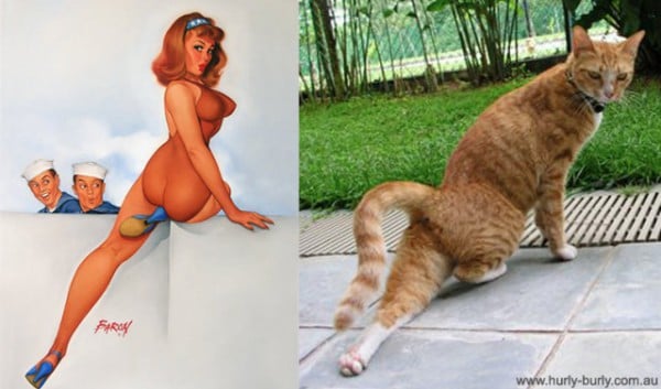 Orange-Tabby-Pinup-640x377