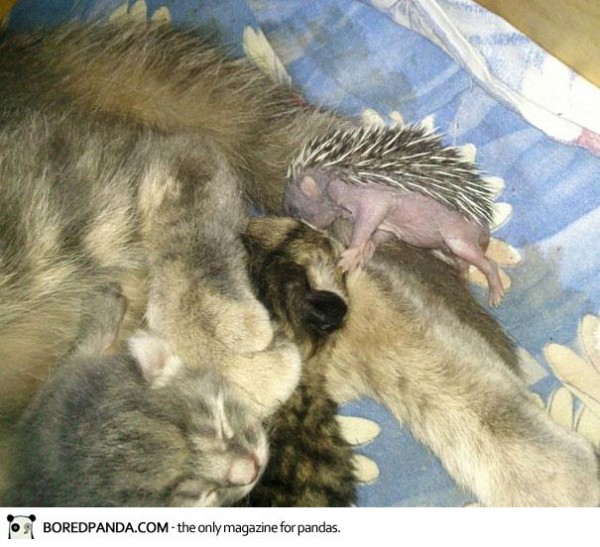 cat-adopts-hedgehog-4-600x547