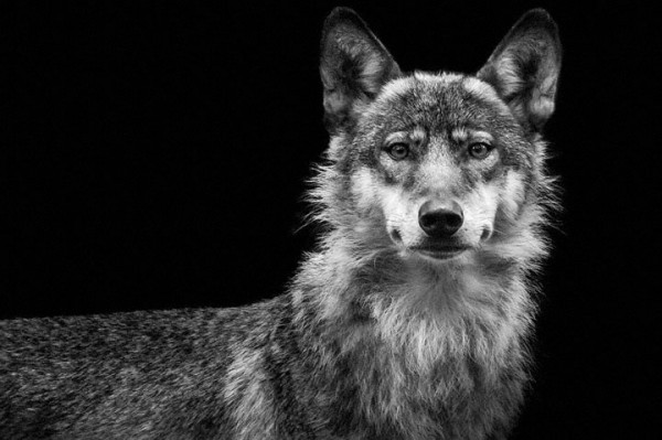 wolf-ademeit-portrait-animaux59