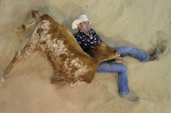 Homme VS taureau lors du concours de rodéo d'Australie en juin