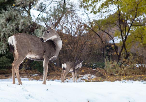 animals-with-miniature-versions-of-themselves-35