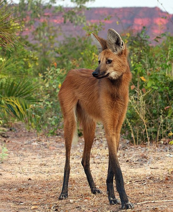 animaux vraiment très étranges dont vous ignoriez sans doute l existence Le ème on dirait