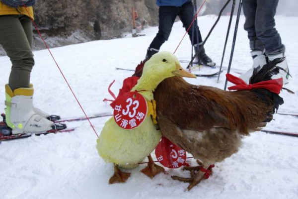 3492539_lapin-tortue-3-poule-afp