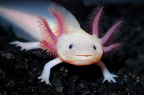 Axolotl.jpg