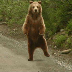 Break_dancing_bear