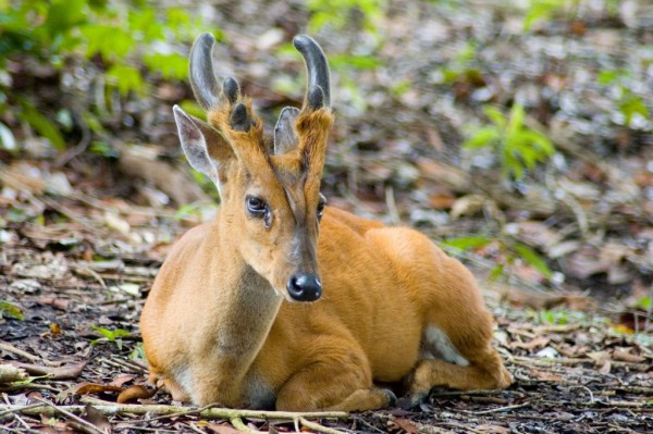 Cerf-aboyeur