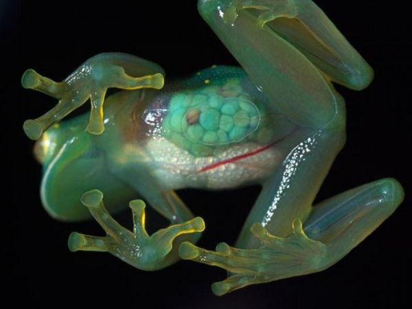 Grenouille-de-verre_thumb