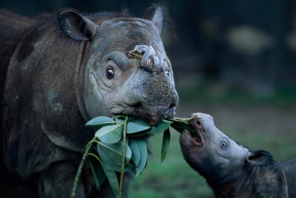 Sumatran Rhino 5