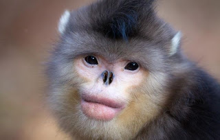 animaux-insolites-singe-au-nez-retrousse