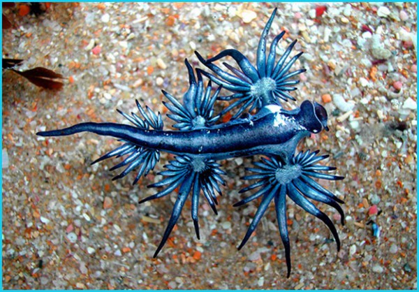 glaucus-atlanticus