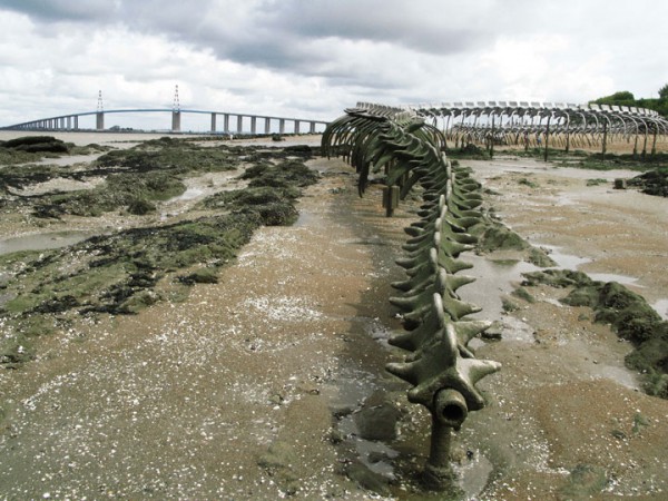 un-terrifiant-squelette-de-serpent-en-aluminium-git-sur-les-plages-de-la-loire19