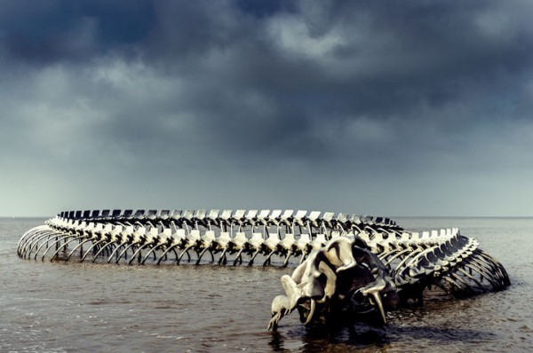 un-terrifiant-squelette-de-serpent-en-aluminium-git-sur-les-plages-de-la-loire21