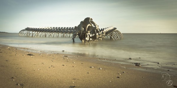 un-terrifiant-squelette-de-serpent-en-aluminium-git-sur-les-plages-de-la-loire3