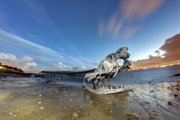 un-terrifiant-squelette-de-serpent-en-aluminium-git-sur-les-plages-de-la-loire5