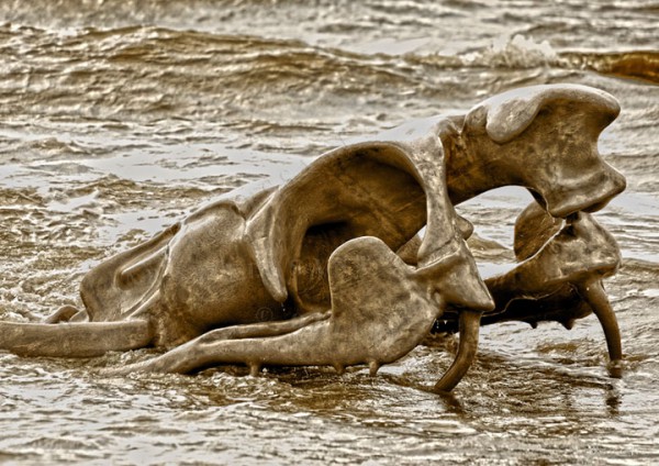 un-terrifiant-squelette-de-serpent-en-aluminium-git-sur-les-plages-de-la-loire7