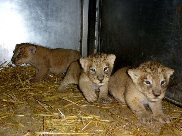 3lionceaux-c-museumbesancon