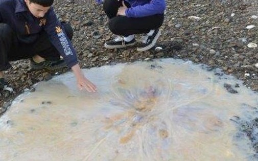 7769473508_une-meduse-geante-encore-non-repertoriee-s-est-echouee-sur-une-plage-tasmanienne