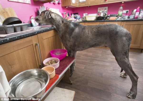 Freddy-in-the-Kitchen